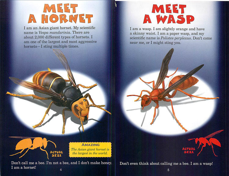 Who Would Win? Hornet Vs Wasp – The Rocking Horse Shop