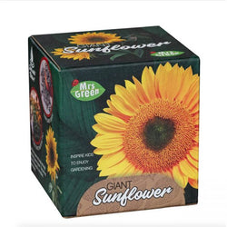 Giant Sunflower Growing Kit