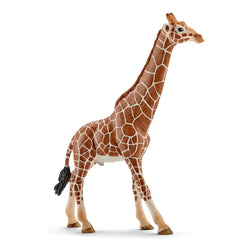 Giraffe:Male